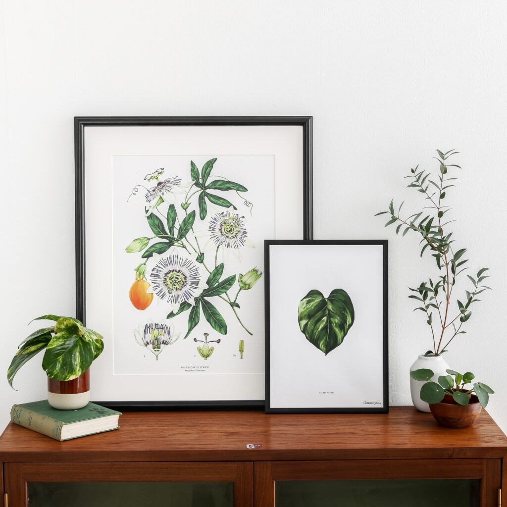 Botanical prints by Cathrine Lewis. Examples of product shot styled with plants and foliage. Photography and styling by Diana Oliveira