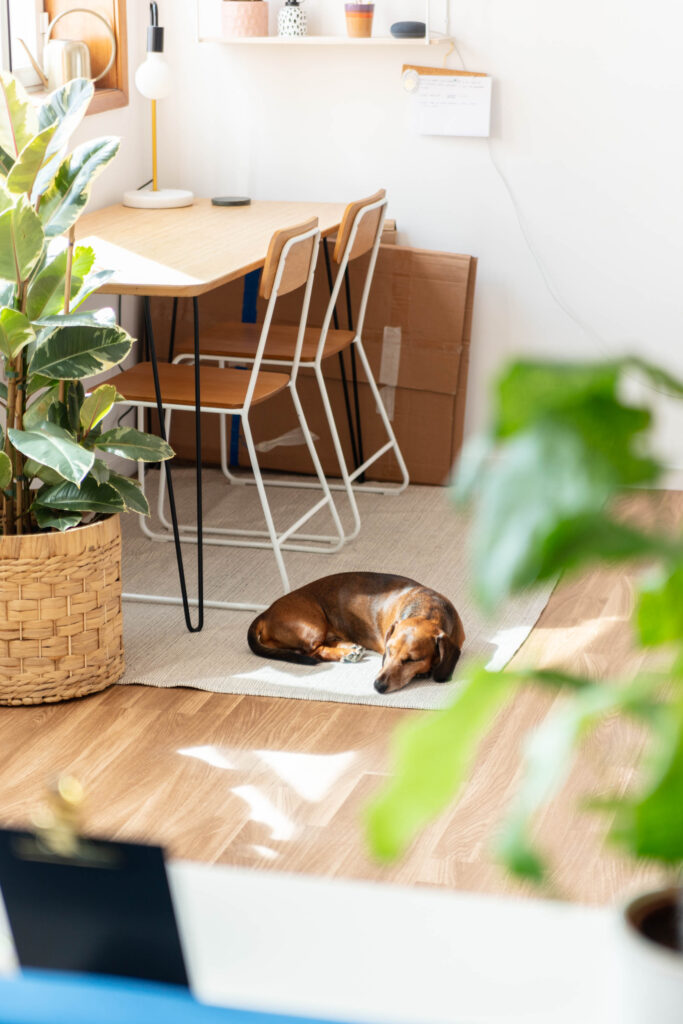 office with dog and plants